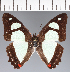 ( - CFC30463)  @11 [ ] copyright (2023) Center For Collection-Based Research Center For Collection-Based Research