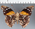  (Pycina zamba - CFC30496)  @11 [ ] copyright (2023) Center For Collection-Based Research Center For Collection-Based Research