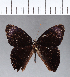  ( - CFC03057)  @11 [ ] Copyright (2018) Christer Fahraeus Center For Collection-Based Research