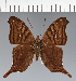  (Marpesia sp. CF08 - CFC30575)  @11 [ ] copyright (2023) Center For Collection-Based Research Center For Collection-Based Research