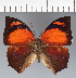  (Anaea sp. CF01 - CFC30585)  @11 [ ] copyright (2023) Center For Collection-Based Research Center For Collection-Based Research