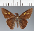  (Hesperiidae_gen sp. CF195 - CFC30587)  @11 [ ] copyright (2023) Center For Collection-Based Research Center For Collection-Based Research