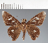  (Hesperiidae_gen sp. CF504 - CFC30588)  @11 [ ] copyright (2023) Center For Collection-Based Research Center For Collection-Based Research