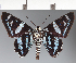  (Hesperiidae_gen sp. CF255 - CFC30600)  @11 [ ] copyright (2023) Center For Collection-Based Research Center For Collection-Based Research