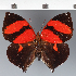  (Siderone sp. CF01 - CFC30685)  @11 [ ] copyright (2023) Center For Collection-Based Research Center For Collection-Based Research