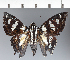  (Hesperiidae_gen sp. CF254 - CFC30697)  @11 [ ] copyright (2023) Center For Collection-Based Research Center For Collection-Based Research