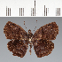  (Hesperiidae_gen sp. CF572 - CFC30818)  @11 [ ] copyright (2023) Center For Collection-Based Research Center For Collection-Based Research
