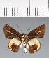  (Hesperiidae_gen sp. CF478 - CFC30820)  @11 [ ] copyright (2023) Center For Collection-Based Research Center For Collection-Based Research