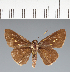  (Hesperiidae_gen sp. CF241 - CFC30943)  @11 [ ] copyright (2023) Center For Collection-Based Research Center For Collection-Based Research