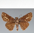  (Hesperiidae_gen sp. CF243 - CFC30944)  @11 [ ] copyright (2023) Center For Collection-Based Research Center For Collection-Based Research