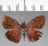  (Hesperiidae_gen sp. CF570 - CFC31068)  @11 [ ] copyright (2023) Center For Collection-Based Research Center For Collection-Based Research