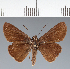  (Hesperiidae_gen sp. CF588 - CFC31075)  @11 [ ] copyright (2023) Center For Collection-Based Research Center For Collection-Based Research