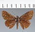 (Hesperiidae_gen sp. CF585 - CFC31080)  @11 [ ] copyright (2023) Center For Collection-Based Research Center For Collection-Based Research