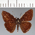  (Hesperiidae_gen sp. CF567 - CFC31092)  @11 [ ] copyright (2023) Center For Collection-Based Research Center For Collection-Based Research
