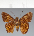  (Hesperiidae_gen sp. CF489 - CFC31098)  @11 [ ] copyright (2023) Center For Collection-Based Research Center For Collection-Based Research