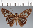  (Hesperiidae_gen sp. CF288 - CFC31100)  @11 [ ] copyright (2023) Center For Collection-Based Research Center For Collection-Based Research