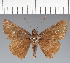  (Hesperiidae_gen sp. CF505 - CFC31191)  @11 [ ] copyright (2023) Center For Collection-Based Research Center For Collection-Based Research
