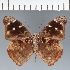  (Eunica sp. CF31 - CFC31285)  @11 [ ] copyright (2023) Center For Collection-Based Research Center For Collection-Based Research