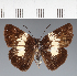  (Hesperiidae_gen sp. CF54 - CFC31358)  @11 [ ] copyright (2023) Center For Collection-Based Research Center For Collection-Based Research