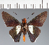  (Hesperiidae_gen sp. CF252 - CFC31386)  @11 [ ] copyright (2023) Center For Collection-Based Research Center For Collection-Based Research