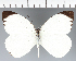  (Pieridae_gen sp. CF22 - CFC31492)  @11 [ ] copyright (2023) Center For Collection-Based Research Center For Collection-Based Research