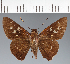  (Hesperiidae_gen sp. CF509 - CFC31551)  @11 [ ] copyright (2023) Center For Collection-Based Research Center For Collection-Based Research