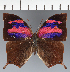  (Anaea sp. CF04 - CFC31556)  @11 [ ] copyright (2023) Center For Collection-Based Research Center For Collection-Based Research