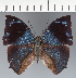  ( - CFC31562)  @11 [ ] copyright (2023) Center For Collection-Based Research Center For Collection-Based Research