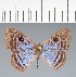  ( - CFC31618)  @11 [ ] copyright (2022) Center For Collection-Based Research Center For Collection-Based Research