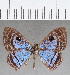  ( - CFC31624)  @11 [ ] Copyright (2019) Christer Fahraeus Center For Collection-Based Research