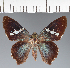  (Hesperiidae_gen sp. CF303 - CFC31677)  @11 [ ] copyright (2023) Center For Collection-Based Research Center For Collection-Based Research