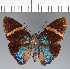  (Hesperiidae_gen sp. CF302 - CFC31698)  @11 [ ] copyright (2023) Center For Collection-Based Research Center For Collection-Based Research