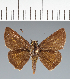  (Hesperiidae_gen sp. CF236 - CFC31825)  @11 [ ] copyright (2023) Center For Collection-Based Research Center For Collection-Based Research