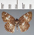  (Hesperiidae_gen sp. CF53 - CFC31839)  @11 [ ] copyright (2023) Center For Collection-Based Research Center For Collection-Based Research