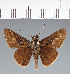  (Hesperiidae_gen sp. CF237 - CFC31862)  @11 [ ] copyright (2023) Center For Collection-Based Research Center For Collection-Based Research