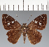  (Hesperiidae_gen sp. CF482 - CFC31875)  @11 [ ] copyright (2023) Center For Collection-Based Research Center For Collection-Based Research