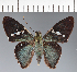  (Hesperiidae_gen sp. CF305 - CFC31887)  @11 [ ] copyright (2023) Center For Collection-Based Research Center For Collection-Based Research
