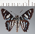  (Hesperiidae_gen sp. CF258 - CFC31892)  @11 [ ] copyright (2023) Center For Collection-Based Research Center For Collection-Based Research