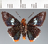  (Hesperiidae_gen sp. CF244 - CFC32185)  @11 [ ] copyright (2023) Center For Collection-Based Research Center For Collection-Based Research