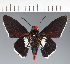  (Hesperiidae_gen sp. CF253 - CFC32193)  @11 [ ] copyright (2023) Center For Collection-Based Research Center For Collection-Based Research