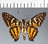  (Hesperiidae_gen sp. CF287 - CFC32199)  @11 [ ] copyright (2023) Center For Collection-Based Research Center For Collection-Based Research