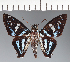  (Hesperiidae_gen sp. CF256 - CFC32200)  @11 [ ] copyright (2023) Center For Collection-Based Research Center For Collection-Based Research