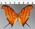  (Marpesia sp. CF10 - CFC32235)  @11 [ ] copyright (2023) Center For Collection-Based Research Center For Collection-Based Research