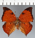 ( - CFC32238)  @11 [ ] copyright (2023) Center For Collection-Based Research Center For Collection-Based Research