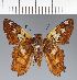  (Hesperiidae_gen sp. CF188 - CFC32281)  @11 [ ] copyright (2023) Center For Collection-Based Research Center For Collection-Based Research