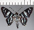  (Hesperiidae_gen sp. CF260 - CFC32284)  @11 [ ] copyright (2023) Center For Collection-Based Research Center For Collection-Based Research