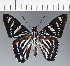 (Hesperiidae_gen sp. CF194 - CFC32288)  @11 [ ] copyright (2023) Center For Collection-Based Research Center For Collection-Based Research