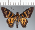  (Hesperiidae_gen sp. CF286 - CFC32291)  @11 [ ] copyright (2023) Center For Collection-Based Research Center For Collection-Based Research