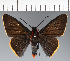  (Hesperiidae_gen sp. CF247 - CFC32294)  @11 [ ] copyright (2023) Center For Collection-Based Research Center For Collection-Based Research