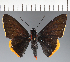  (Hesperiidae_gen sp. CF248 - CFC32295)  @11 [ ] copyright (2023) Center For Collection-Based Research Center For Collection-Based Research